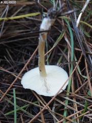 Clitocybe diatreta
