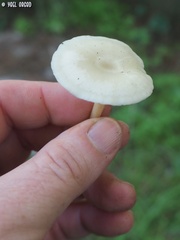 Clitocybe diatreta