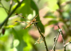 Libellula semifasciata