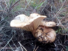 Lactarius deliciosus