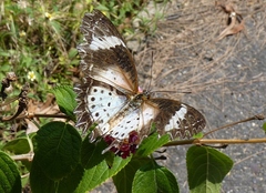 Cethosia cyane