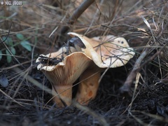 Lactarius deliciosus