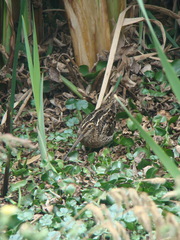 Gallinago nobilis