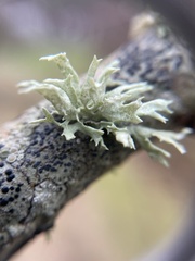 Evernia prunastri