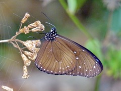 Euploea mulciber mulciber