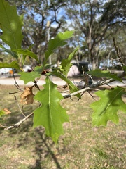 Quercus shumardii