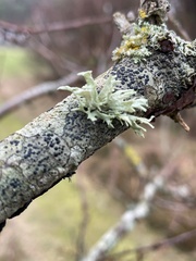 Evernia prunastri