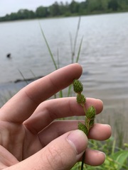 Carex alata