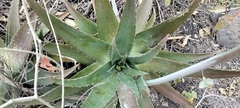 Aloe