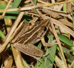 Litoria nasuta