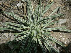 Frasera albomarginata