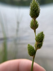 Carex alata