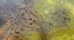 Rana longicrus