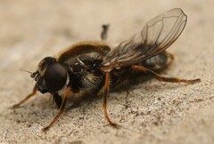 Cheilosia caerulescens