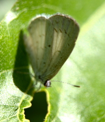 Celastrina neglecta