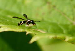 Symmorphus canadensis