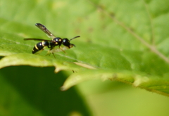 Symmorphus canadensis