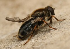 Cheilosia caerulescens