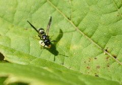 Symmorphus canadensis