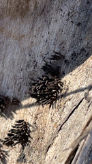 Stemonitis splendens