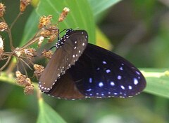 Euploea mulciber mulciber
