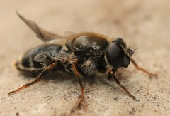 Cheilosia caerulescens