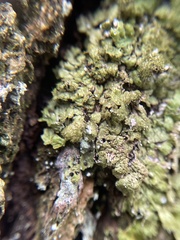 Melanelixia glabratula