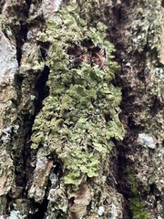 Melanelixia glabratula