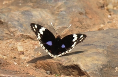 Junonia oenone