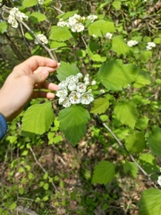 Crataegus coccinea