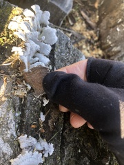 Schizophyllum commune