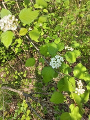 Crataegus coccinea