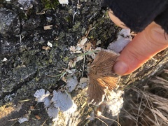 Schizophyllum commune