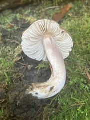Inocybe pudica