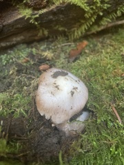 Inocybe pudica