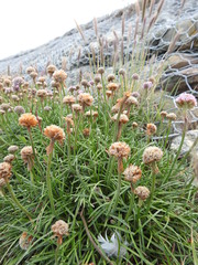 Armeria curvifolia