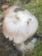Inocybe pudica