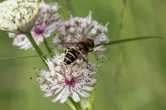Eristalis nemorum