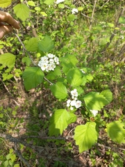 Crataegus coccinea