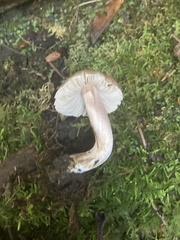 Inocybe pudica