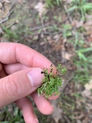 Callitriche terrestris