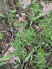 Callitriche terrestris