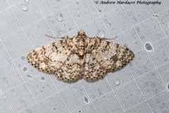 Myrioblephara simplaria