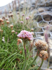 Armeria curvifolia