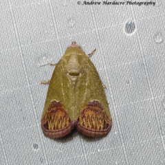 Asinduma exscripta