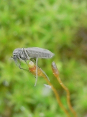 Diptera