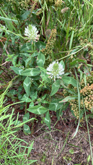 Trifolium vesiculosum