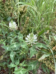 Trifolium vesiculosum