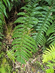Blechnum chilense