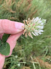 Trifolium vesiculosum